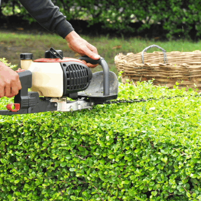 Shrub Trimming